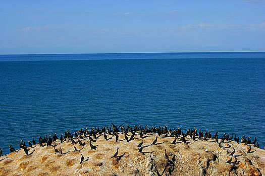 青海省海南藏族自治州青海湖的鸟岛