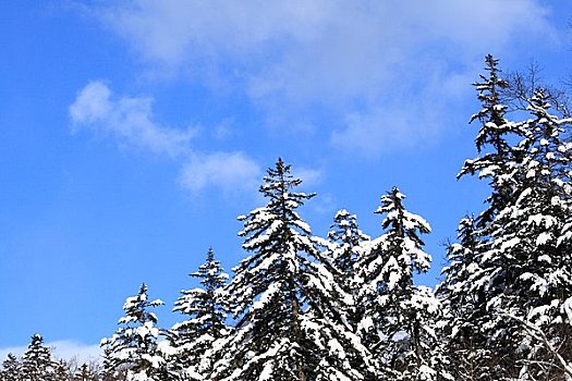积雪,松树,木头,蓝天