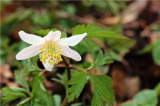 银莲花属