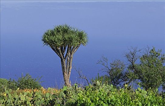 龙,树,挨着,帕尔玛,加纳利群岛,西班牙