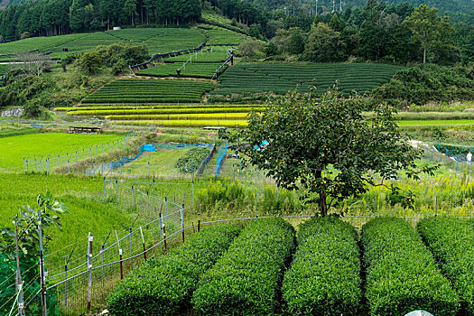 绿色,清新,茶,草地