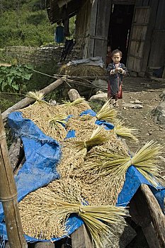 孩子,收获,稻米,山峦,越南