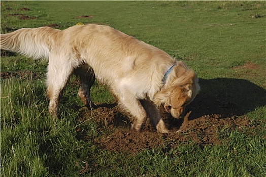 金毛猎犬,狗,挖,洞