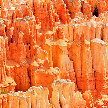 红色,侵蚀,石灰石,柱子,布莱斯峡谷国家公园,日出,犹他,美国,北美