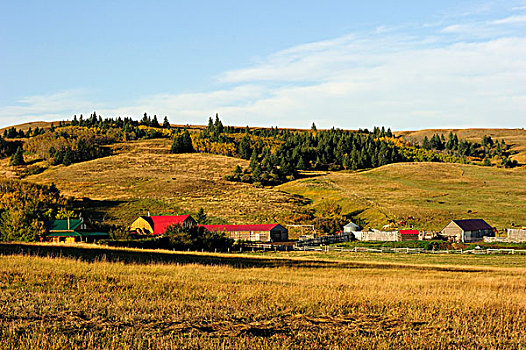 牛仔,牧场,草原,萨斯喀彻温,加拿大