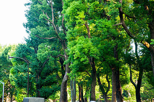 日本东京,上野公园,东京艺术大学,夏天黄昏夕阳下的公园林道