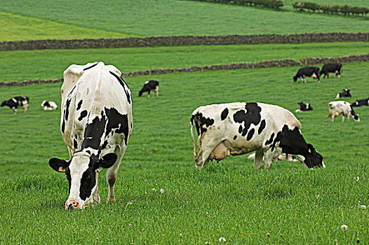 牧群,黑白花牛,奶牛,土地