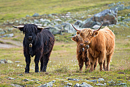苏格兰,高原牛,高山牧场,提洛尔,奥地利,欧洲