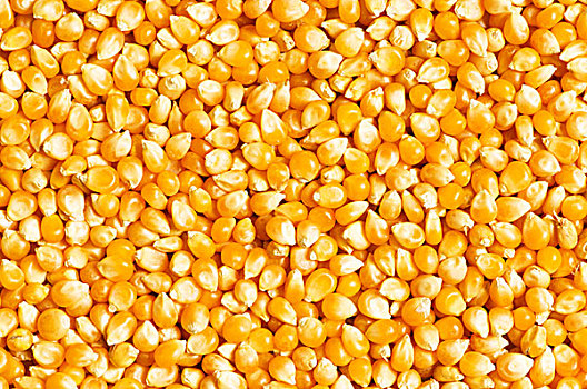 鲜明,玉米,颗粒,放置,背景