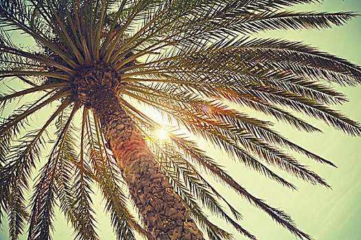 棕榈树,发光,太阳,上方,鲜明,天空,旧式,照片,彩色,滤镜效果,老,风格