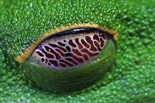 红眼树蛙,膜
