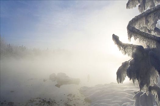 霜冻,枝条,阳光,薄雾,温泉,育空地区,加拿大