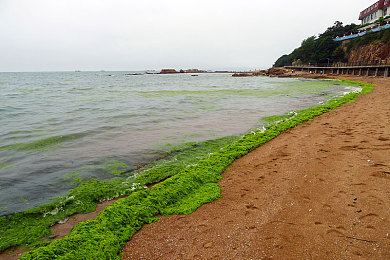 马尾藻图片