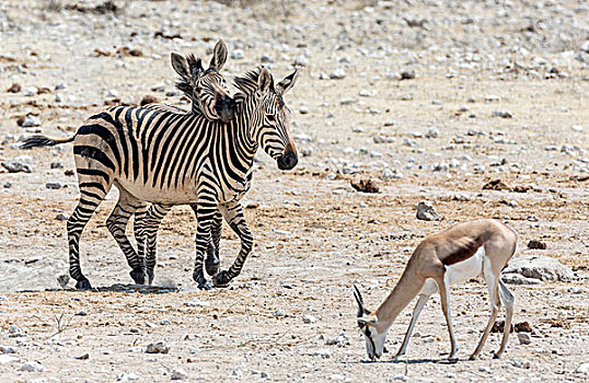 非洲,纳米比亚,埃托沙国家公园,斑马,跳羚,画廊