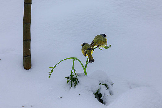 绿鹦嘴鹎雪地觅食栖息