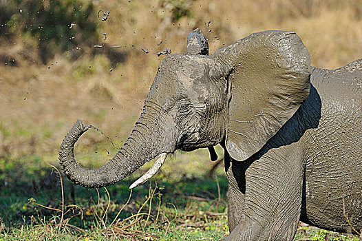 非洲象,后代,泥,南卢安瓜国家公园,赞比亚,非洲