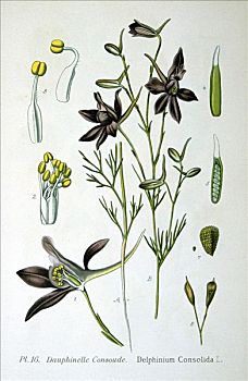 燕草属植物,1893年,艺术家,未知