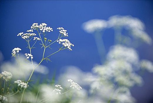 母牛,西芹,特写,瑞典