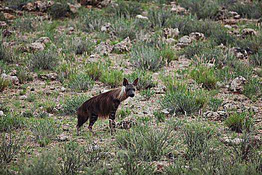 褐色,鬣狗,卡拉哈里沙漠,北开普,南非