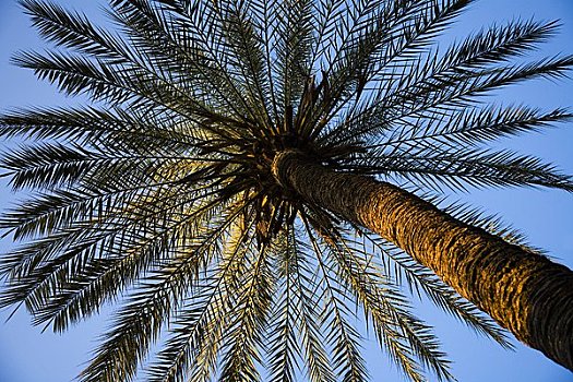 棕榈树,塞维利亚,西班牙