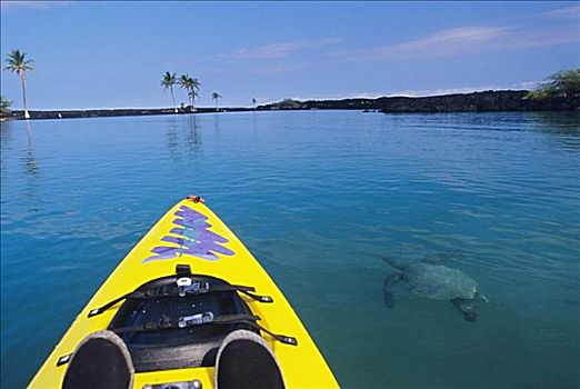 夏威夷,夏威夷大岛,湾,皮划艇手,绿海龟