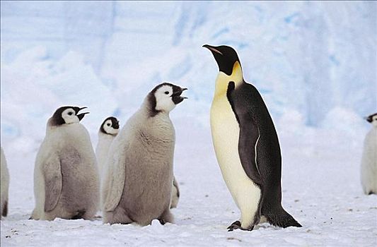 帝企鹅,海鸟,雏鸟,南极,动物