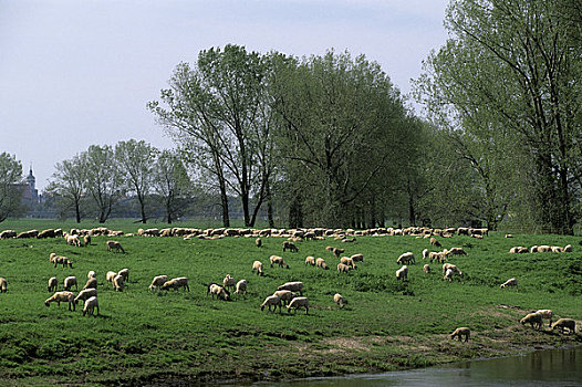 德国,靠近,易北河,绵羊,牧群,放牧