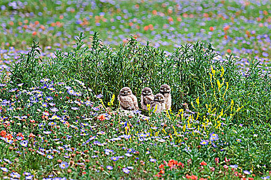 穴鸮,幼禽,巢穴,花,靠近,科罗拉多