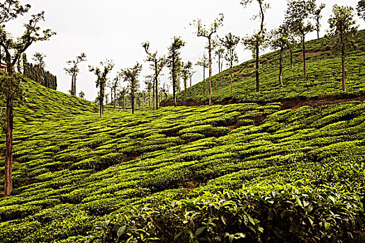 树,茶,花园,迈索尔,印度
