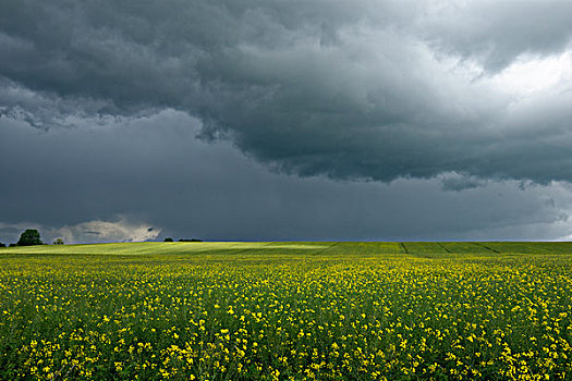 乌云,积雨云,上方,地点,油菜籽,开花,梅克伦堡,湖区,梅克伦堡前波莫瑞州,德国,欧洲