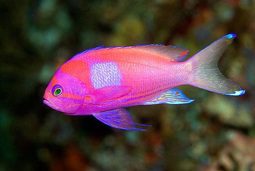 拟花鮨属,所罗门群岛,大洋洲