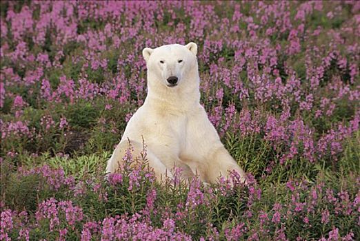 北极熊,坐,杂草,北极