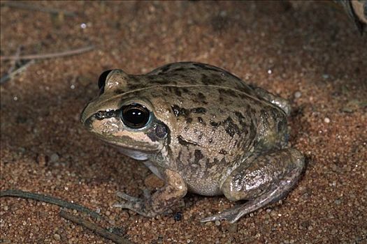 青蛙,肖像,侧面,国家公园,北领地州,澳大利亚