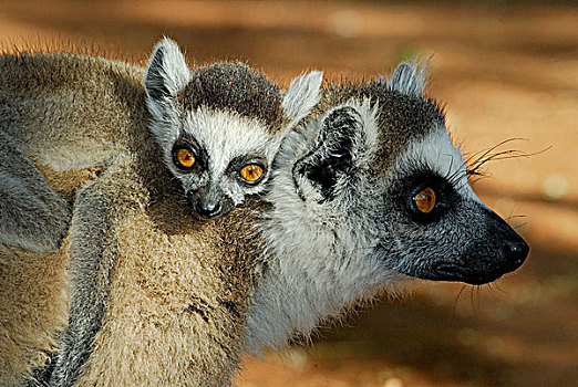 雌性,狐猴,幼仔,干燥,树林,预留,南,马达加斯加