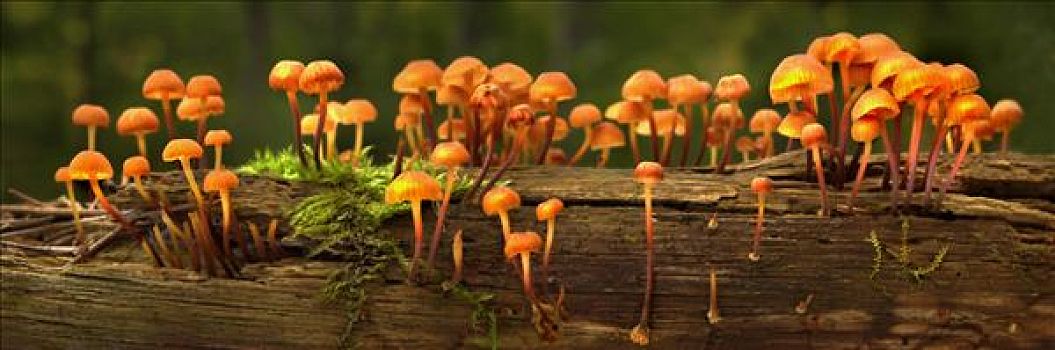 蘑菇,原木上,明尼苏达