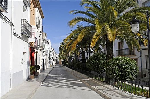 棕榈树,街道,历史,中心,阿利坎特,白色海岸,西班牙