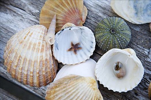 贻贝,蜗牛壳,海星,海葵,木桌子
