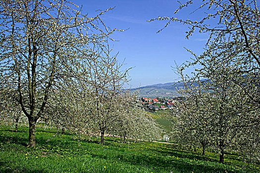 德国,盛开,苹果树,乡村,春天