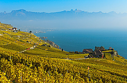 葡萄种植园,拉沃,日内瓦湖,秋天,沃州,瑞士,欧洲