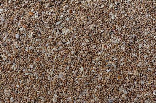 沙子,珊瑚
