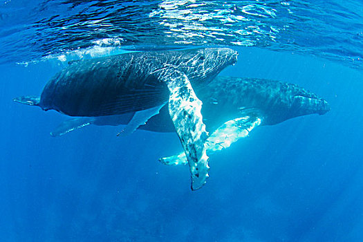 驼背鲸,大翅鲸属,鲸鱼,海洋,特克斯和凯科斯群岛