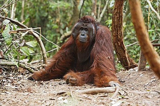 猩猩,黑猩猩,放,国家公园,中加里曼丹省,婆罗洲,印度尼西亚