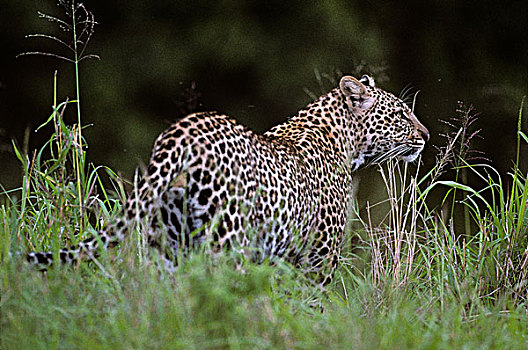 肯尼亚,马塞马拉野生动物保护区,豹,走,靠近,河,黄昏