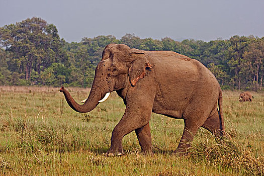 印度,亚洲象,沟通,牧群,国家公园