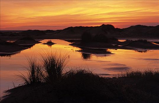 湿地,沙丘,剪影,日落,特塞尔,一个,瓦登岛,荷兰