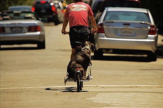 后视图,男孩,骑自行车,狗