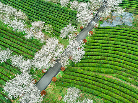 茶园里的樱花树