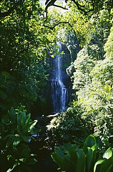 夏威夷,毛伊岛,景色,瀑布,围绕,密集,叶子