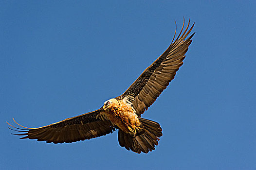 胡兀鹫,飞行,比利牛斯山脉,西班牙,欧洲