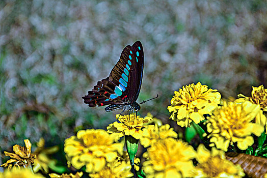 蝴蝶采花蜜环境景观
